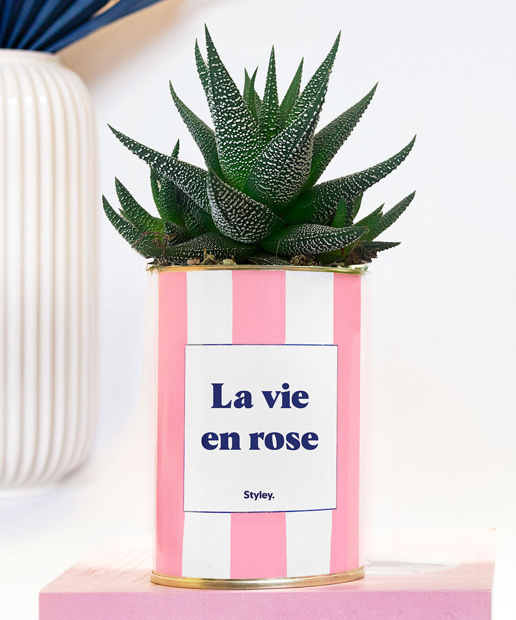La vie en rose - pot à rayures - Plante grasse