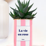 La vie en rose - pot à rayures - Plante grasse