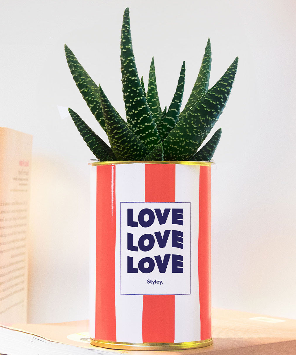 Love Love Love - pot à rayures - Plante grasse