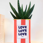 Love Love Love - pot à rayures - Plante grasse