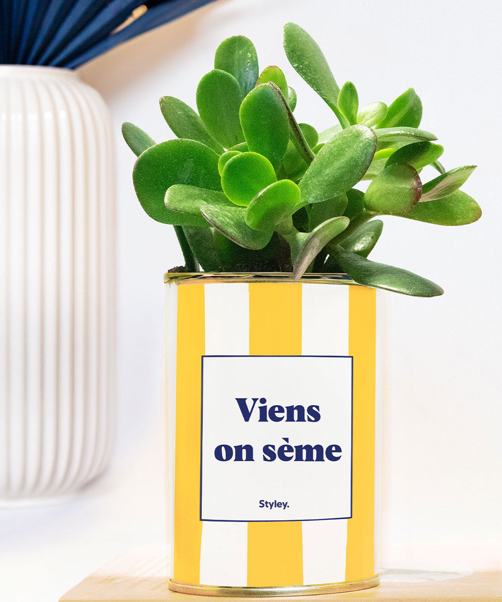 Viens on sème - pot à rayures - Plante grasse