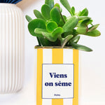 Viens on sème - pot à rayures - Plante grasse