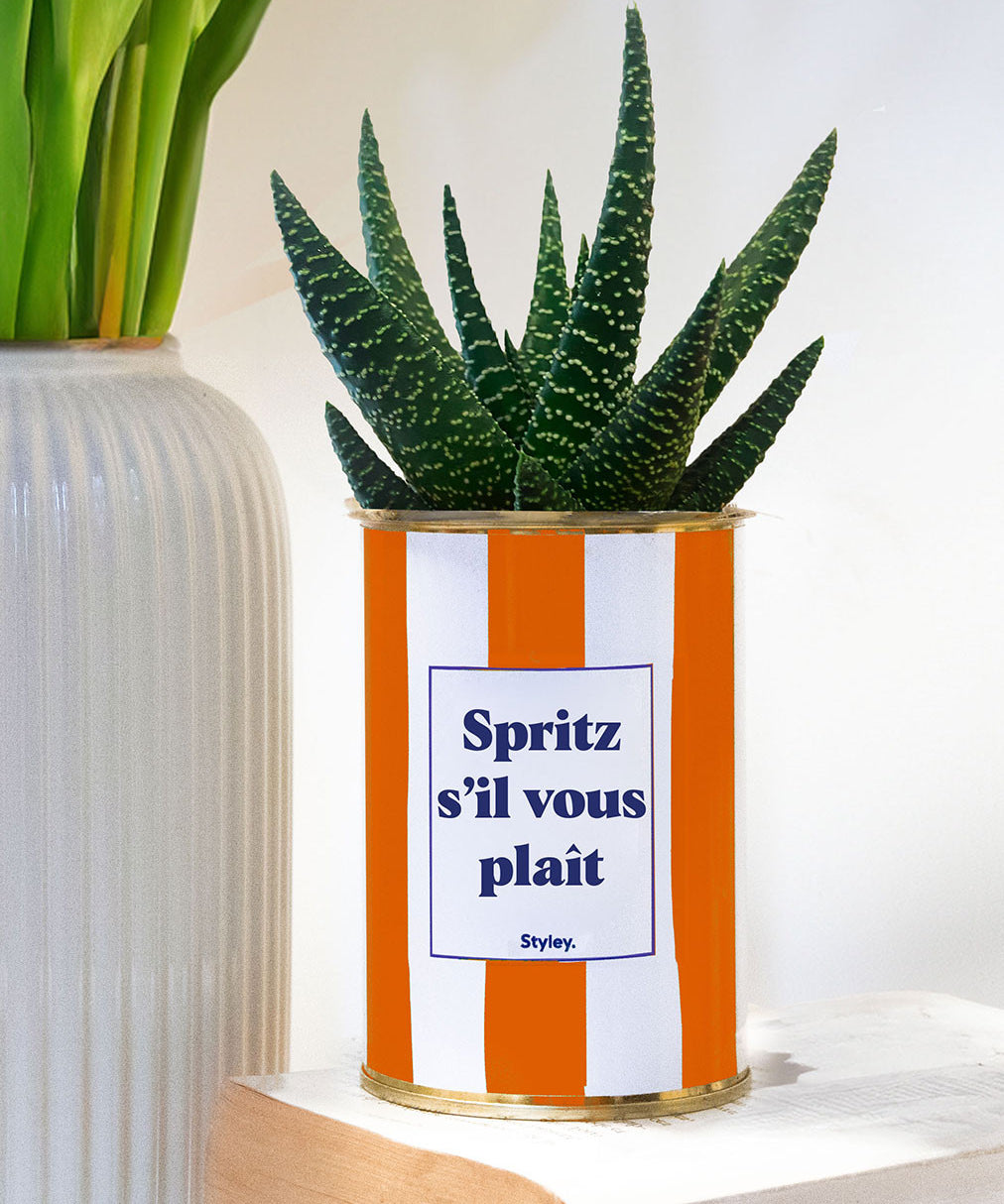 Spritz s'il vous plaît - pot à rayures - Plante grasse