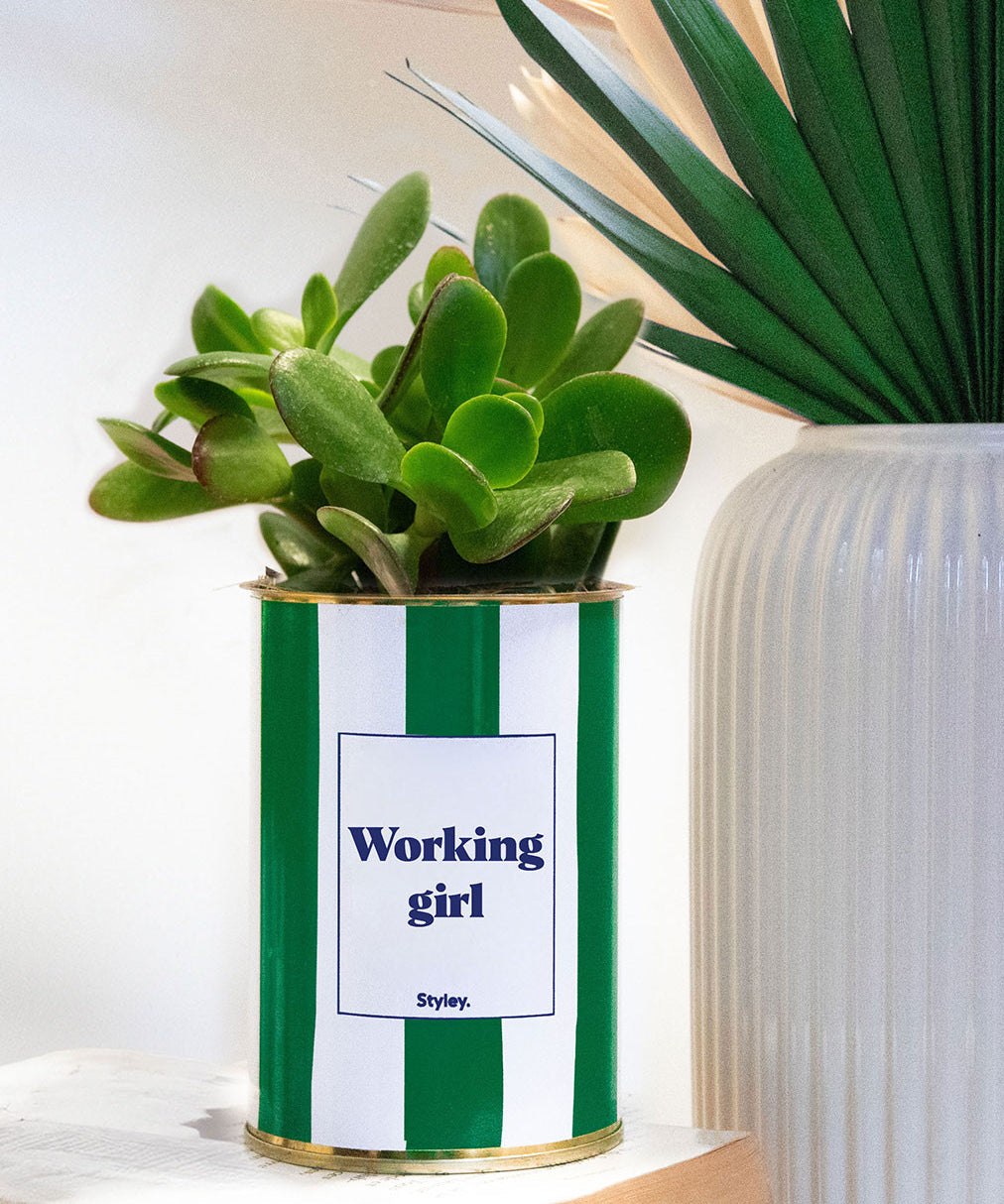 Working Girl - pot à rayures - Plante grasse