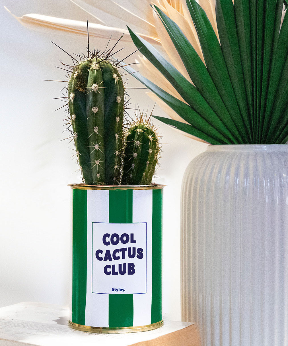 Cool Cactus Club - pot à rayures - Plante grasse