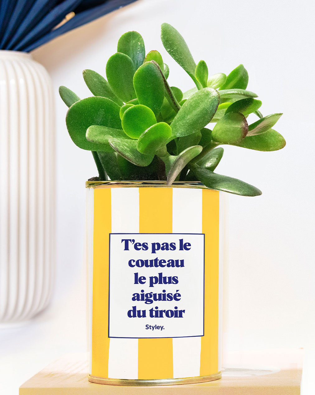 T'es pas le couteau le plus aiguisé - Plante grasse