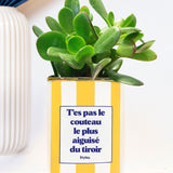 T'es pas le couteau le plus aiguisé - Plante grasse