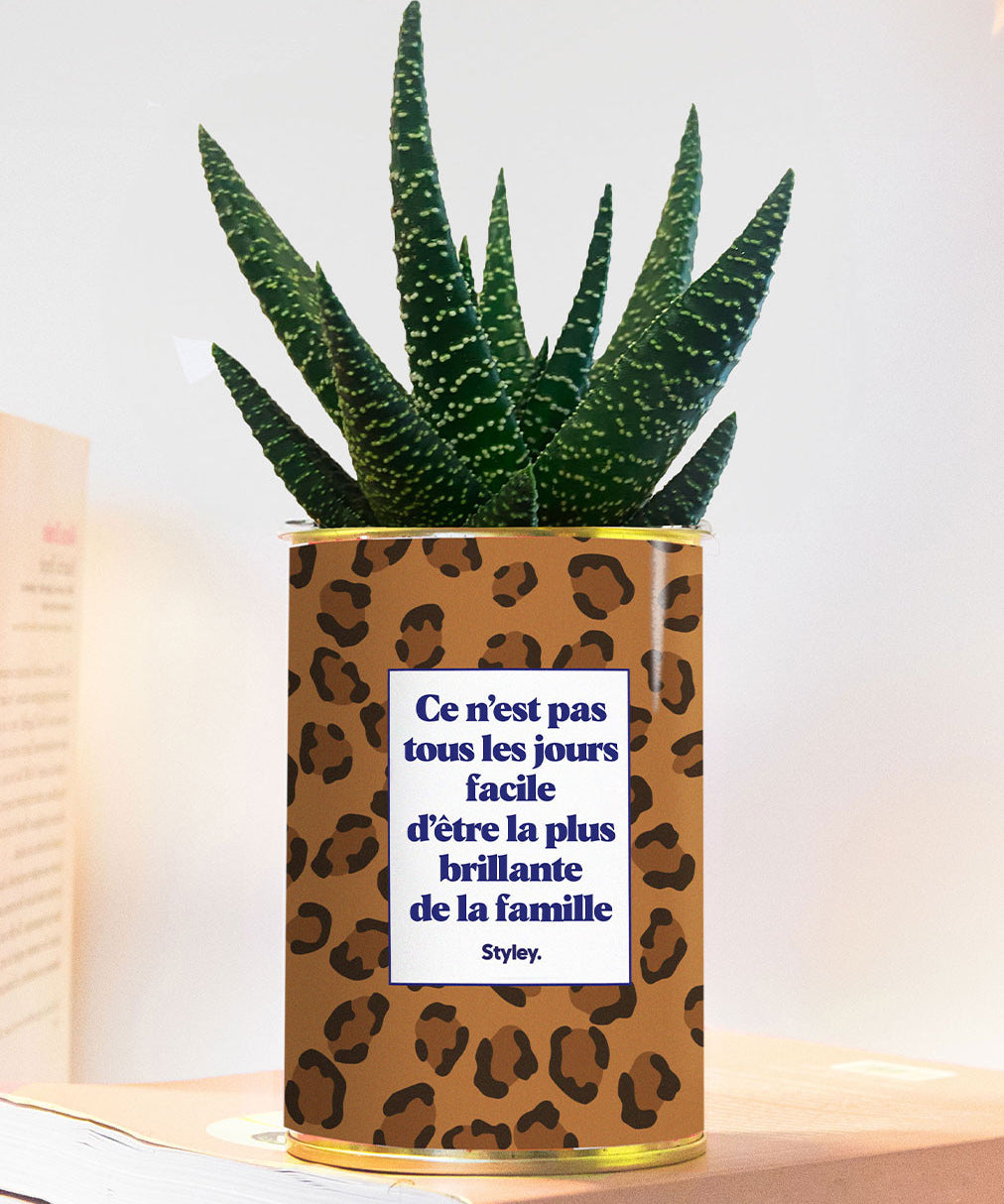 Ce n'est pas tous les jours facile d'être la plus brillante de la famille - Plante grasse