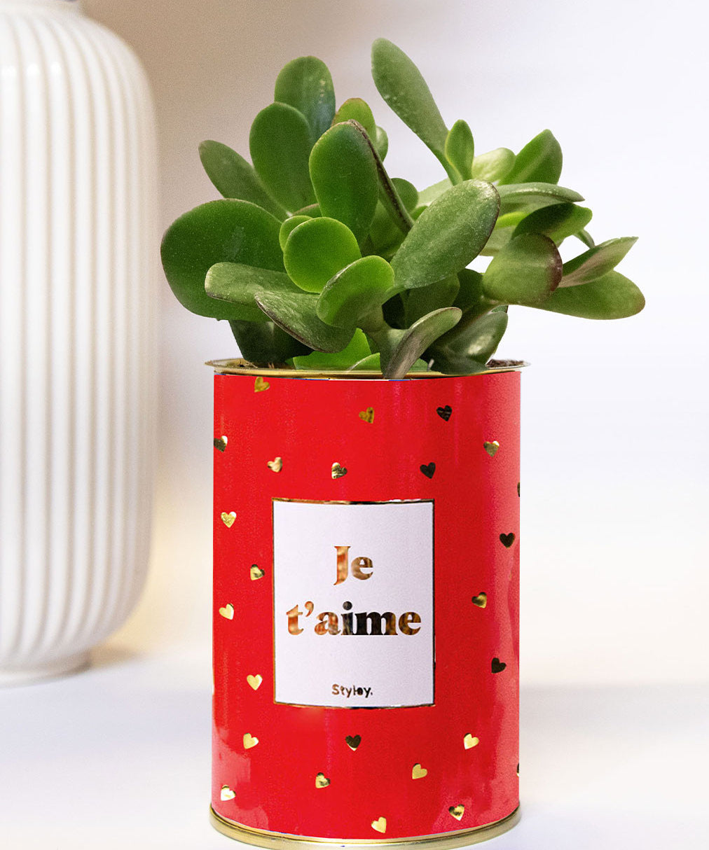 Je t'aime doré - Cactus