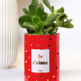 Je t'aime doré - Cactus