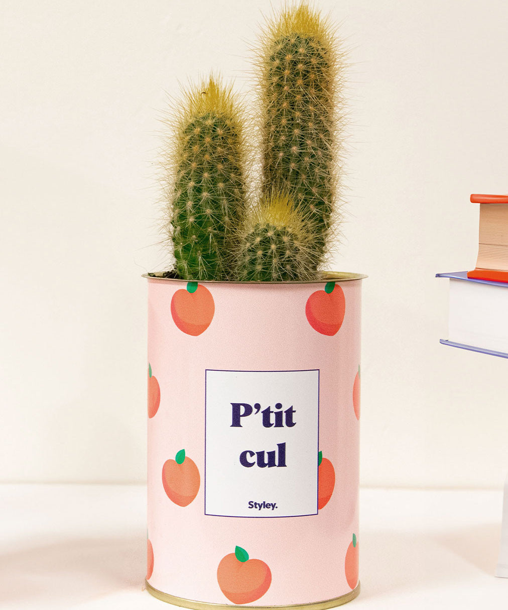 P'tit cul - Cactus