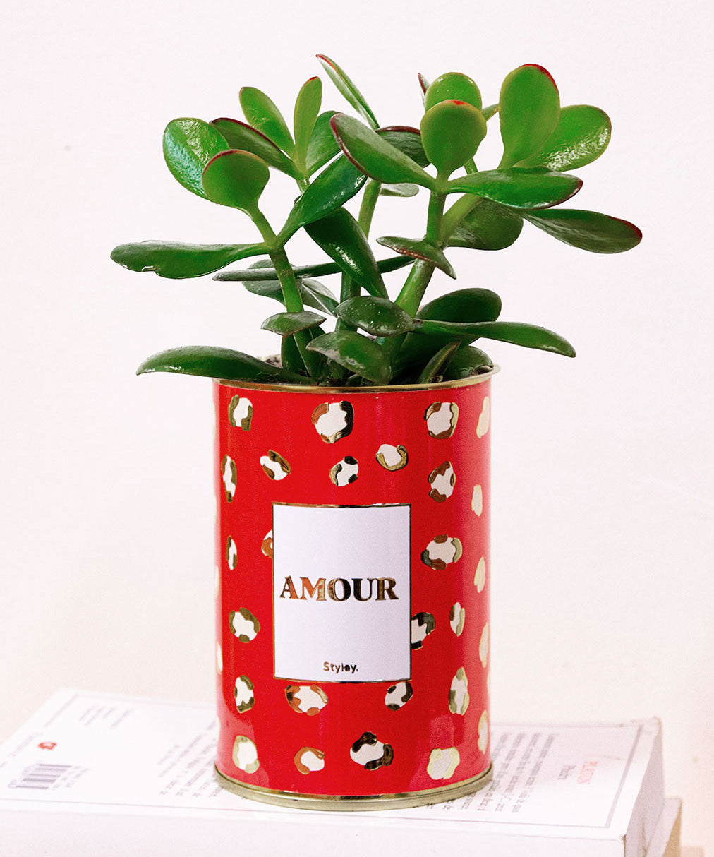 Amour - Cactus - Finitions gold